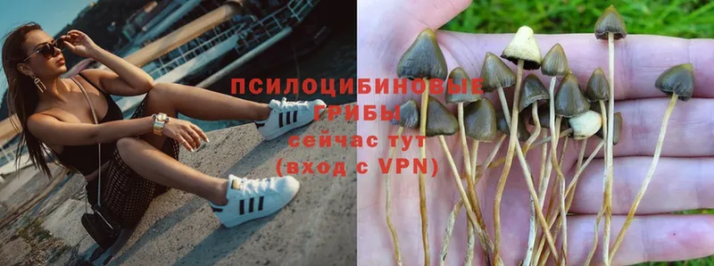 кракен tor  Верея  Галлюциногенные грибы Psilocybe 